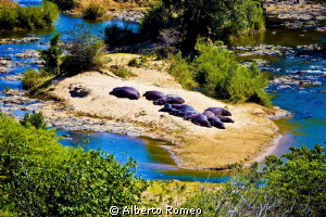 Hippos sleeping at the sun near the river in Kruger Park by Alberto Romeo 